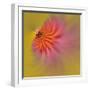 Purple Coneflower, Louisville, Kentucky-Adam Jones-Framed Photographic Print