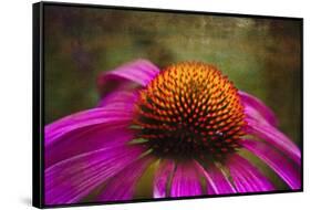 Purple Coneflower on Canvas-George Oze-Framed Stretched Canvas