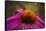 Purple Coneflower on Canvas-George Oze-Framed Stretched Canvas