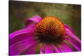 Purple Coneflower on Canvas-George Oze-Stretched Canvas