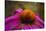 Purple Coneflower on Canvas-George Oze-Stretched Canvas