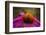 Purple Coneflower on Canvas-George Oze-Framed Photographic Print