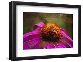 Purple Coneflower on Canvas-George Oze-Framed Photographic Print