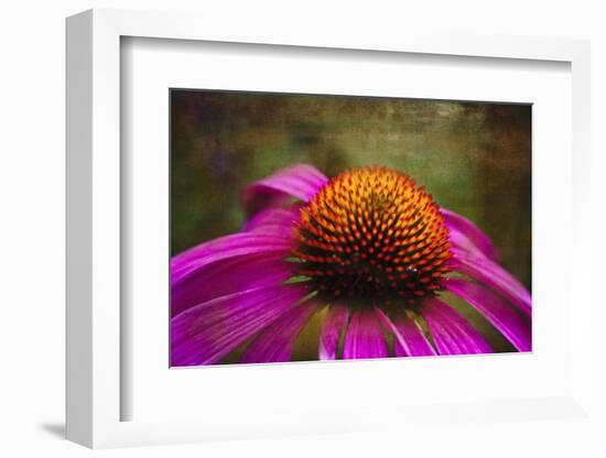 Purple Coneflower on Canvas-George Oze-Framed Photographic Print