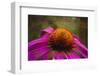 Purple Coneflower on Canvas-George Oze-Framed Photographic Print