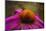 Purple Coneflower on Canvas-George Oze-Mounted Photographic Print