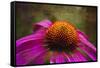Purple Coneflower on Canvas-George Oze-Framed Stretched Canvas