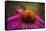 Purple Coneflower on Canvas-George Oze-Framed Stretched Canvas