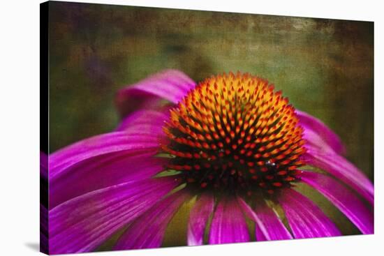 Purple Coneflower on Canvas-George Oze-Stretched Canvas