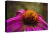 Purple Coneflower on Canvas-George Oze-Stretched Canvas