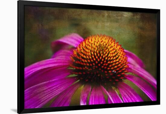 Purple Coneflower on Canvas-George Oze-Framed Photographic Print