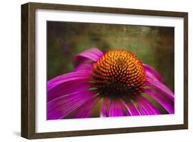 Purple Coneflower on Canvas-George Oze-Framed Photographic Print