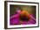 Purple Coneflower on Canvas-George Oze-Framed Photographic Print