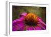 Purple Coneflower on Canvas-George Oze-Framed Photographic Print