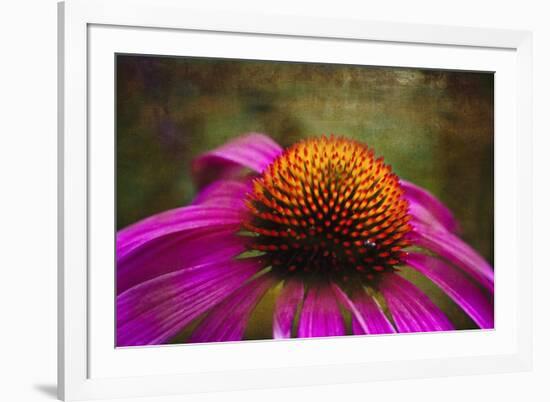 Purple Coneflower on Canvas-George Oze-Framed Photographic Print