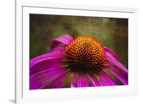 Purple Coneflower on Canvas-George Oze-Framed Photographic Print