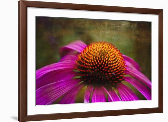 Purple Coneflower on Canvas-George Oze-Framed Photographic Print