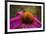 Purple Coneflower on Canvas-George Oze-Framed Photographic Print