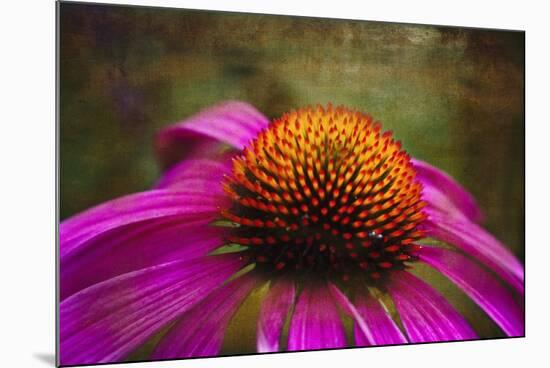 Purple Coneflower on Canvas-George Oze-Mounted Photographic Print