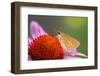 Purple coneflower, USA-Jim Engelbrecht-Framed Photographic Print