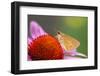 Purple coneflower, USA-Jim Engelbrecht-Framed Photographic Print