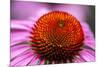 Purple coneflower, USA-Jim Engelbrecht-Mounted Photographic Print