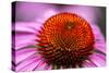 Purple coneflower, USA-Jim Engelbrecht-Stretched Canvas