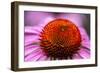 Purple coneflower, USA-Jim Engelbrecht-Framed Photographic Print