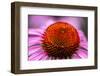 Purple coneflower, USA-Jim Engelbrecht-Framed Photographic Print