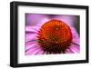 Purple coneflower, USA-Jim Engelbrecht-Framed Photographic Print