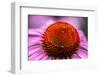 Purple coneflower, USA-Jim Engelbrecht-Framed Photographic Print