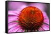 Purple coneflower, USA-Jim Engelbrecht-Framed Stretched Canvas