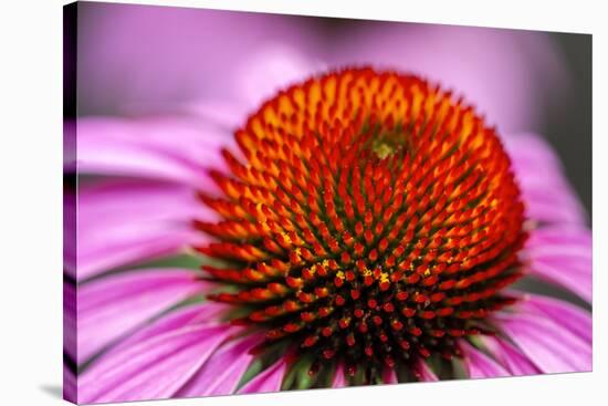 Purple coneflower, USA-Jim Engelbrecht-Stretched Canvas