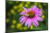 Purple Coneflower, USA-Lisa Engelbrecht-Mounted Photographic Print