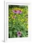 Purple Coneflower, USA-Lisa Engelbrecht-Framed Photographic Print