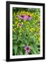 Purple Coneflower, USA-Lisa Engelbrecht-Framed Photographic Print