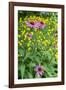 Purple Coneflower, USA-Lisa Engelbrecht-Framed Photographic Print