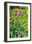 Purple Coneflower, USA-Lisa Engelbrecht-Framed Photographic Print