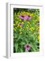 Purple Coneflower, USA-Lisa Engelbrecht-Framed Photographic Print