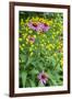 Purple Coneflower, USA-Lisa Engelbrecht-Framed Photographic Print