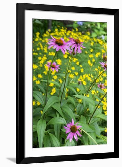 Purple Coneflower, USA-Lisa Engelbrecht-Framed Photographic Print