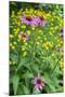 Purple Coneflower, USA-Lisa Engelbrecht-Mounted Photographic Print