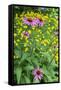 Purple Coneflower, USA-Lisa Engelbrecht-Framed Stretched Canvas