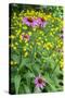 Purple Coneflower, USA-Lisa Engelbrecht-Stretched Canvas