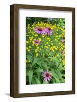 Purple Coneflower, USA-Lisa Engelbrecht-Framed Photographic Print