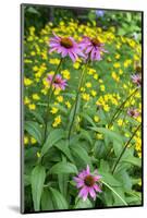 Purple Coneflower, USA-Lisa Engelbrecht-Mounted Photographic Print