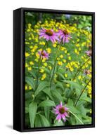 Purple Coneflower, USA-Lisa Engelbrecht-Framed Stretched Canvas