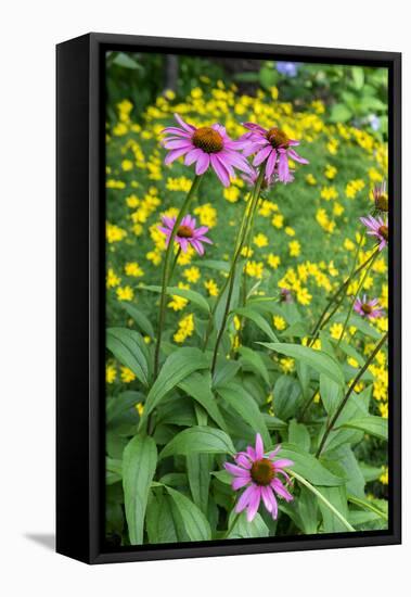 Purple Coneflower, USA-Lisa Engelbrecht-Framed Stretched Canvas