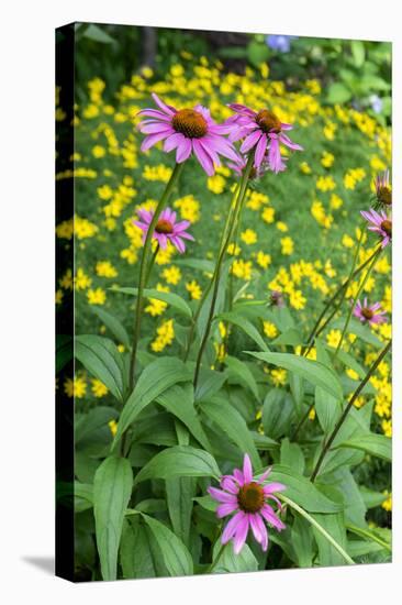 Purple Coneflower, USA-Lisa Engelbrecht-Stretched Canvas