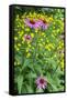 Purple Coneflower, USA-Lisa Engelbrecht-Framed Stretched Canvas